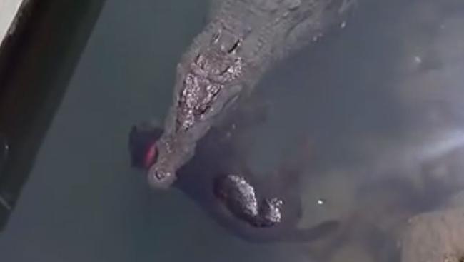 croc eats dog video