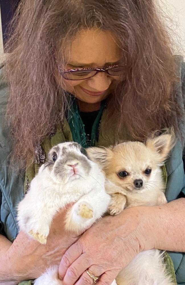 Kim Cooney of The Rabbit Sanctuary is raising awareness that bunnies can be house pets rather than caged animals. Pictured is Billie - journalist Matt Gazy's chihuahua and a little rabbit. Picture: Matt Gazy