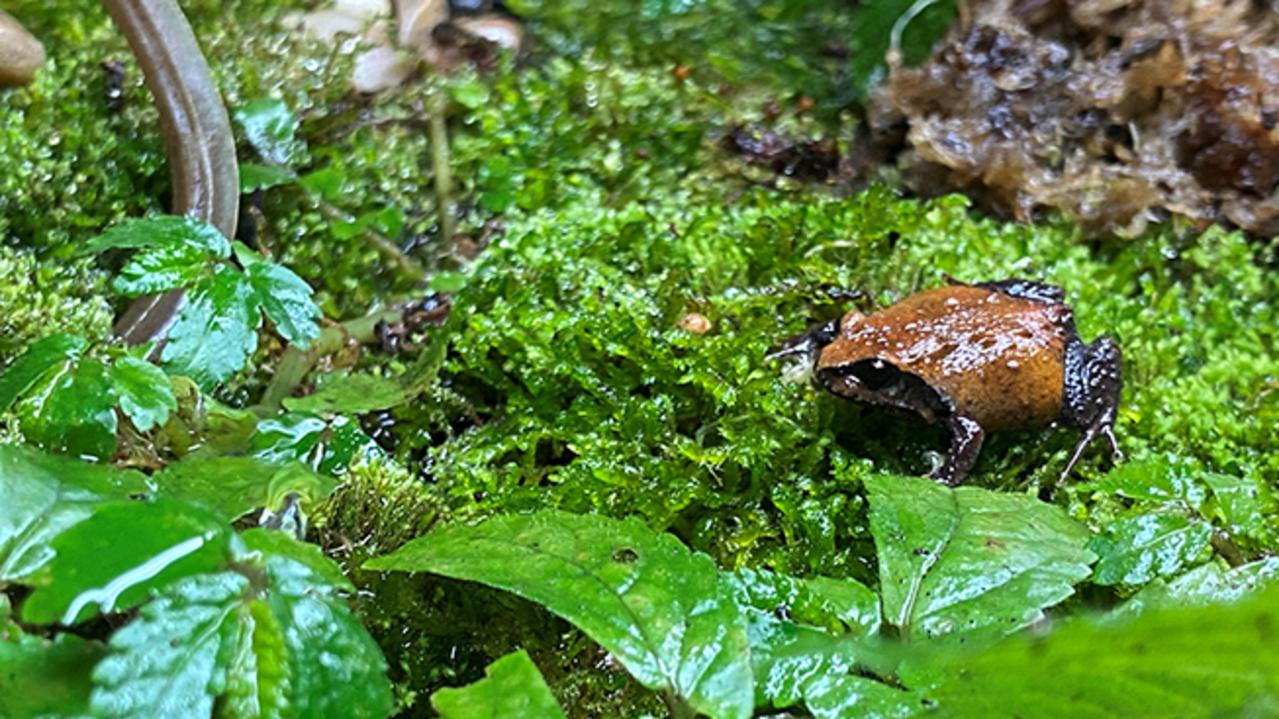 Southern Cross Uni researchers warn on future of mountain frogs | The ...