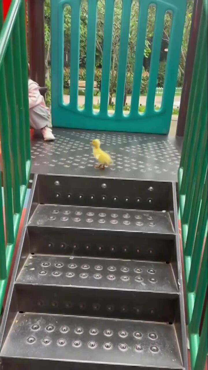 Duckling accepts playground dare