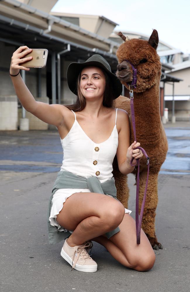 Gabriella Brierley snaps a selfie with Gin and Tonic the alpaca. Picture: David Swift