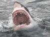 Shocking new data on shark numbers