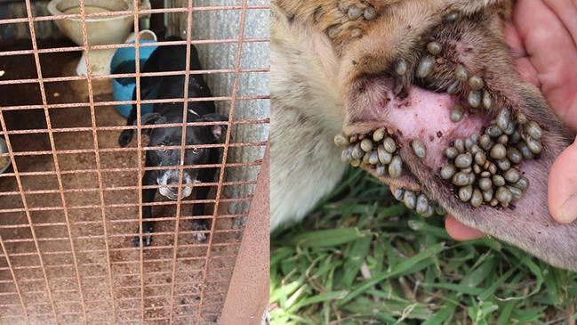One of the dogs was found locked up by animal welfare officers. Picture: NT Independent
