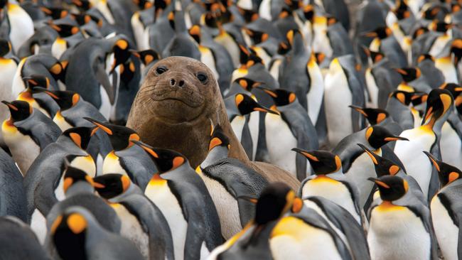 A young elephant seal amid a king penguin colony.