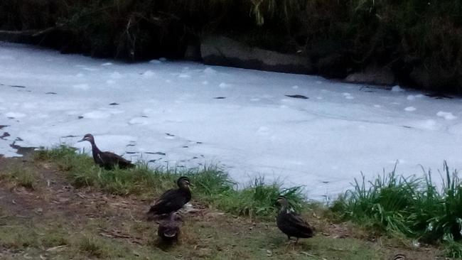 Foam in Dandenong Creek at Heathmont. Picture: Supplied