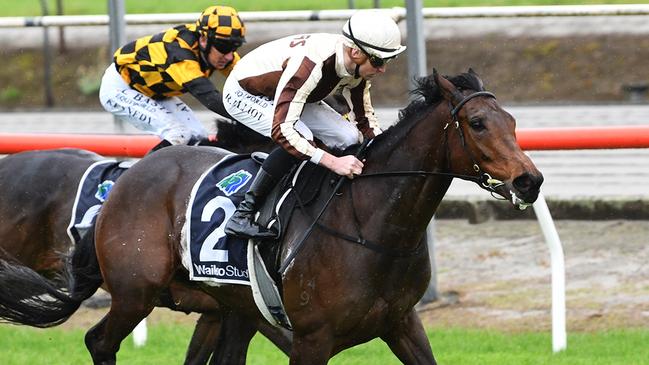 Legarto resumed with a win in the Matamata Cup last month. Picture: Kenton Wright (Race Images)