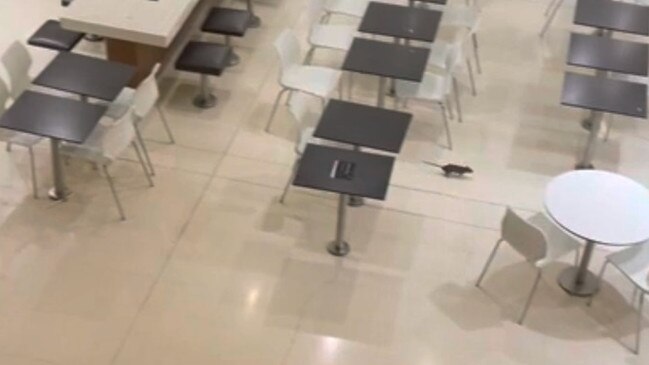 Apparently its not the first time rodents have been spotted inside a shopping centre. Picture: Reddit