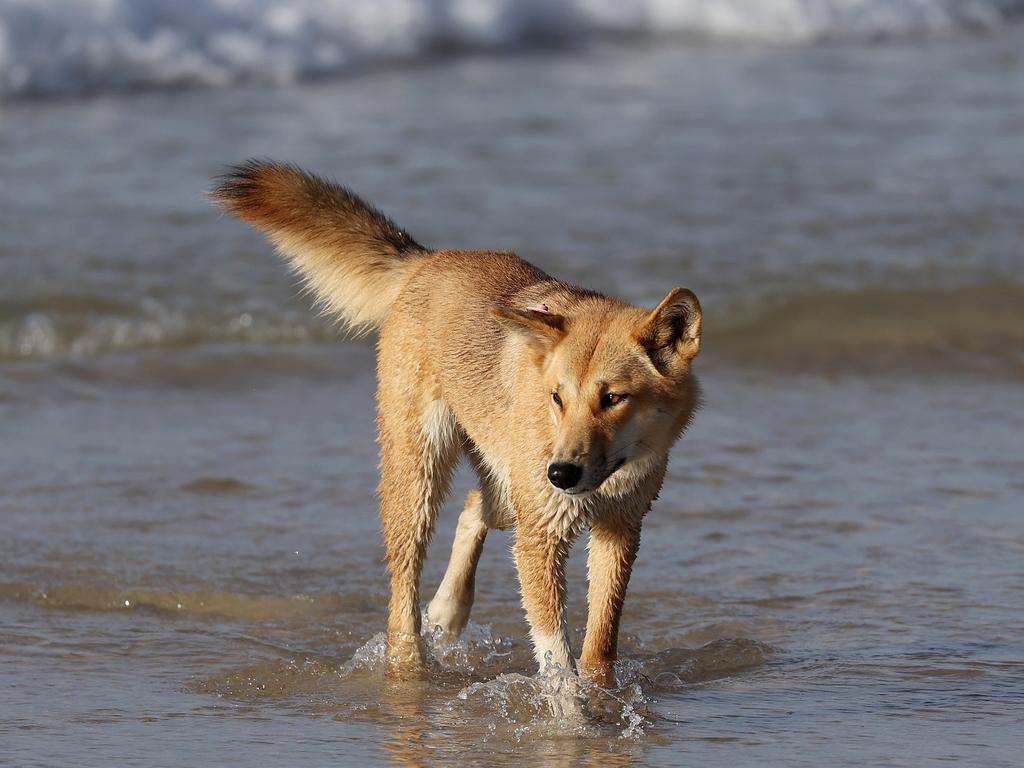 A dingo on K’gari. Picture: Liam Kidston