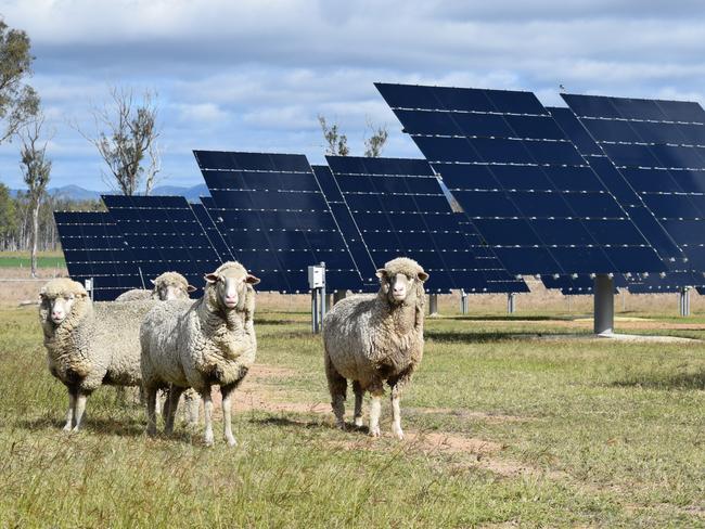 The University of Queensland has successfully piloted the integration of sheep grazing at  its working solar farm at Gatton about an hour west of Brisbane. (Supplied UQ)A small flock of sheep is helping University of Queensland (UQ) scientists to cut the cost of operating Australia's largest solar research facility.