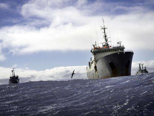 Sea Shepherd captain Peter Hammarstedt reflects on sinking of Thunder ...