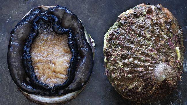 Nearly 30,000 Blacklip Abalone were trafficked. Picture: Generic, file