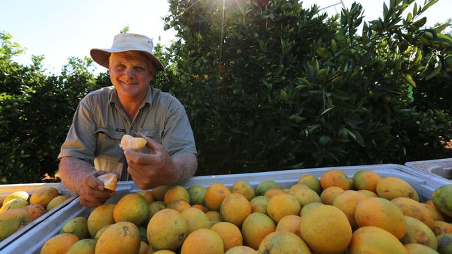 Griffith citrus grower Frank Battistel says that he is finally once again making a profit. Picture: Vince Bucello