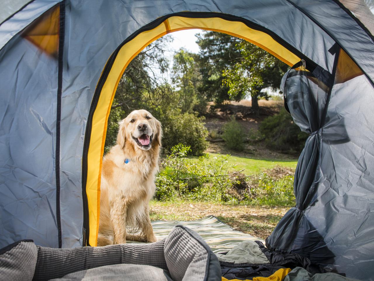 where can you camp with dogs