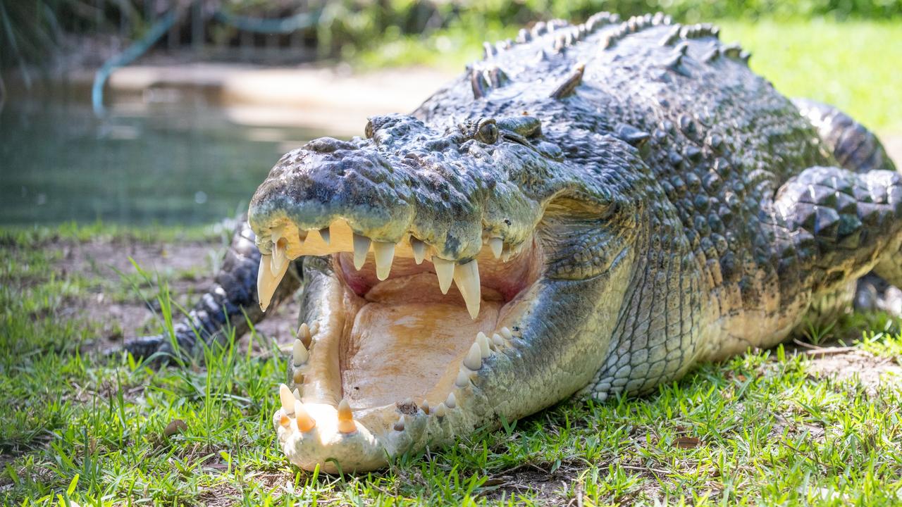 A long-awaited update of the Queensland crocodile management plan has resulted in changes to the way crocodiles are dealt with by authorities in some populated areas, with the public now invited to have their say on the draft. Photo: Caitlin Vine/ The Australian Reptile Park