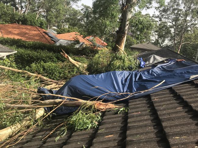 Hills Shire Council has passed laws to allow residents to chop down trees threatening homes.