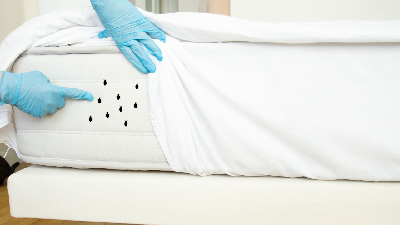 How to spot if your hotel room has bed bugs | escape.com.au