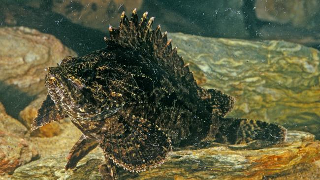 Bullrout, Notesthes robusta. Credit Bruce Cowell, Queensland Museum.