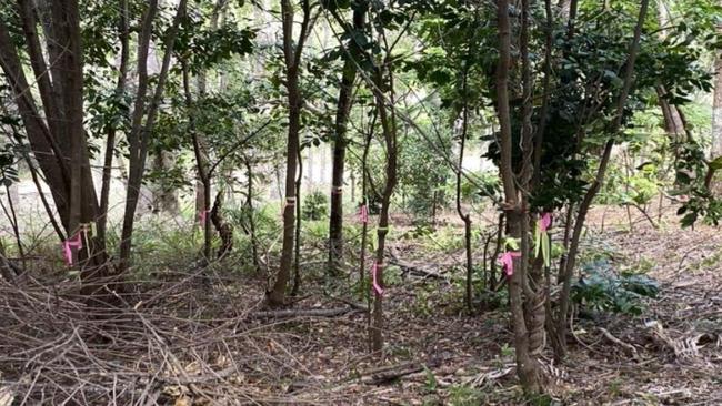 Some of the trees that will have to be chopped down to make way for a new treetop house in Byron Bay.