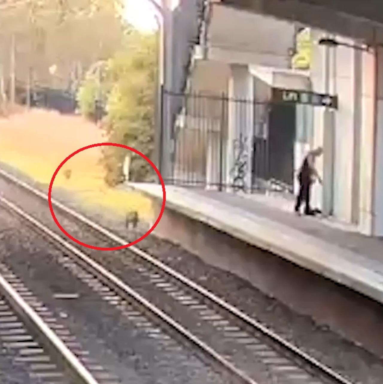 Near miss: Track-hopping roos saved from oncoming train