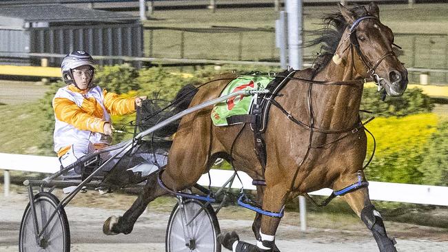 San Carlo has drawn the pole in the Inter Dominion heats at Auckland on Tuesday night. Picture: Stuart McCormick