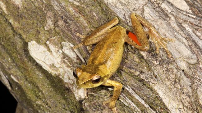 Atherton Tablelands Whirring Treefrog (Litoria corbeni). Picture: Conrad Hoskin