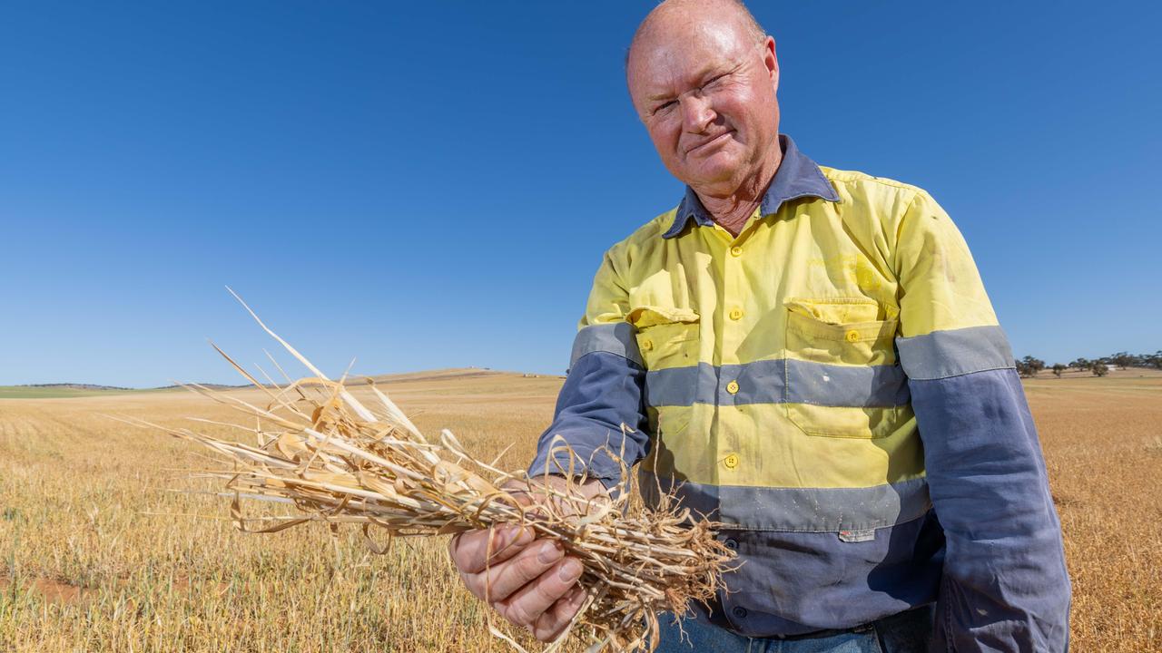 Andrew Kitto in a barley crop at his farm near Gladstone. Picture: Ben Clark