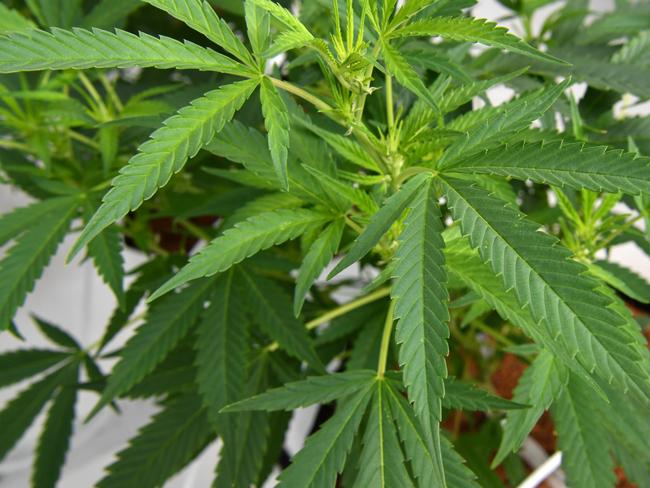 Cannabis plants growing at Medifarm on the Sunshine Coast, Tuesday, August 27, 2019. Federal Health Minister Greg Hunt opened Medifarm, which is Australia's first operational medical cannabis farm whose products will be used in the treatment of patients with conditions like epilepsy, chronic pain and multiple sclerosis. (AAP Image/Darren England) NO ARCHIVING