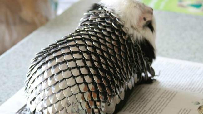 Have you ever worried that your guinea pig, while cute, isn't medieval enough?