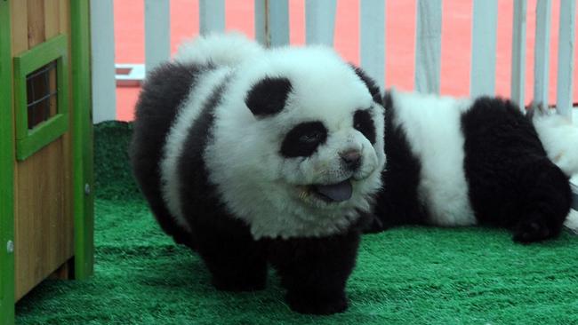 Dogs that look like pandas become this year s hottest pet in China news Australia s leading news site