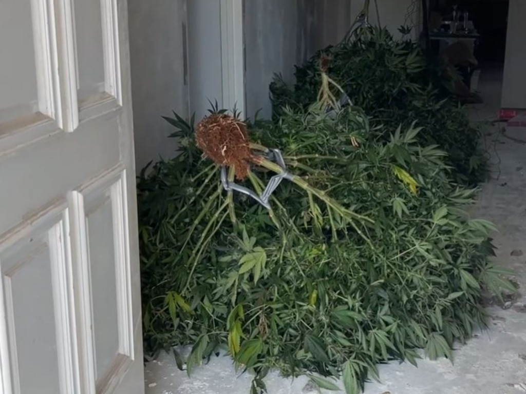 Police seize a cannabis crop at a home in Melbourne’s northwest. Picture: Victoria Police