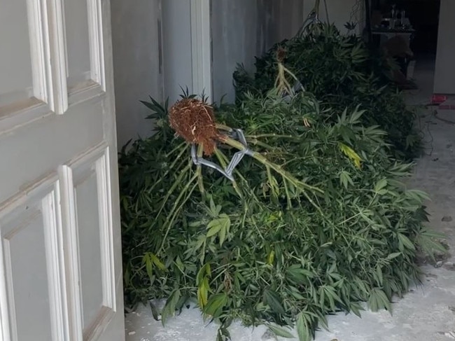 Police seize a cannabis crop at a home in Melbourne’s northwest. Picture: Victoria Police