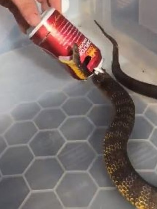 The tiger snake tried to bite the can.