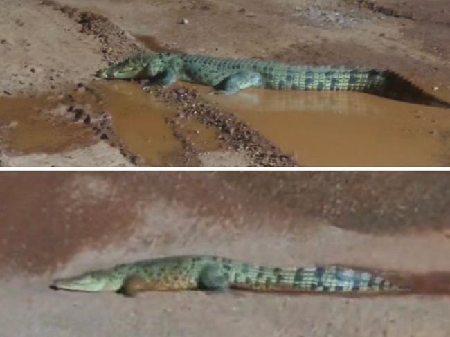 A large crocodile has been filmed perusing a Northern Territory mine site, south of Darwin. Source: @koehn.13 on TikTok