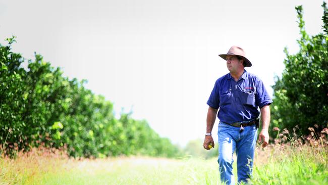 Citrus farmer Craig Pressler inspects his crops at his farm in Emerald. Photo Adam Armstrong.