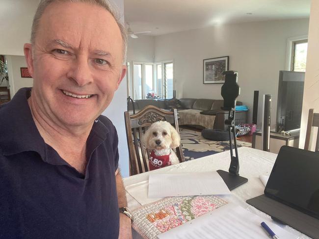 Anthony Albanese works on his campaign launch speech with iso companion, Toto. #isoday2. Picture: Facebook