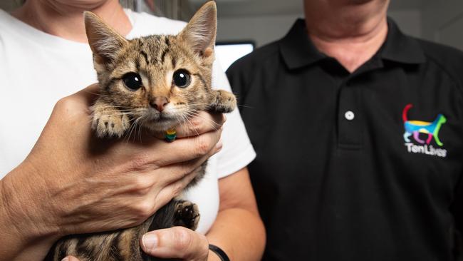 Kitten at Ten Lives cat centre. Picture: Linda Higginson