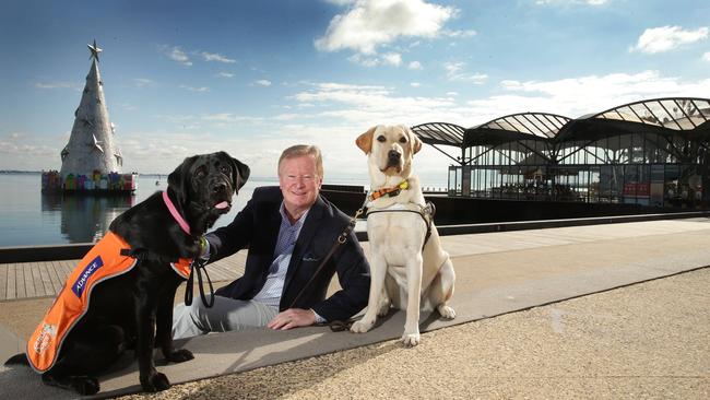 Guide Dog ambassador Denis Walter with trainee dogs Dusky, left, and Apollo. Picture: Alison Wynd