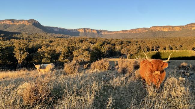 Highland cattle at Megalong Valley Station, NSW.