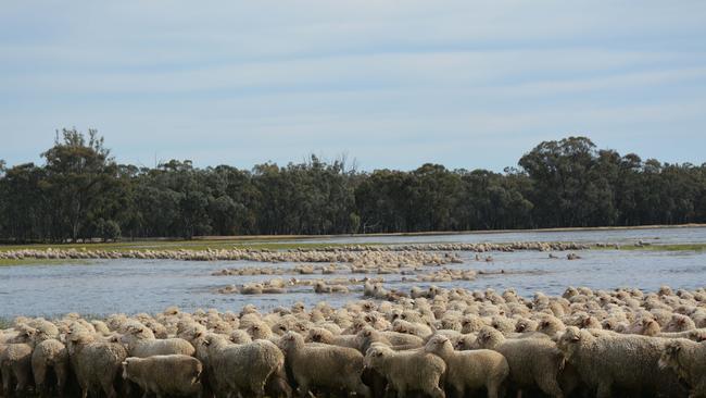 Landholders adjoining the Murray-Darling Basin’s rivers have refused to agree to their land being flooded to deliver more environmental flows. Picture: Louise Burge