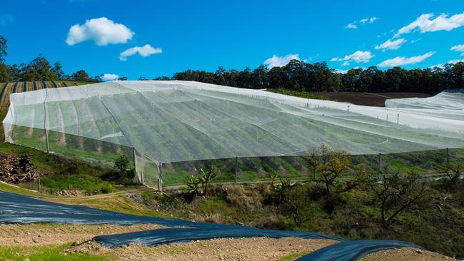 The Woolgoolga area is well known for its blueberry farms.