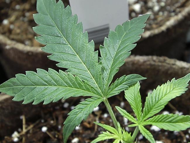 FILE - In this July 12, 2018 file photo, newly transplanted cannabis cuttings grow in soilless media in pots at Sira Naturals medical marijuana cultivation facility in Milford, Mass. Massachusetts marijuana regulators meet Thursday, Aug. 23 2018 to consider approving independent testing laboratories, which would clear the way to allow the first retail pot shops in state to open. (AP Photo/Steven Senne, File)