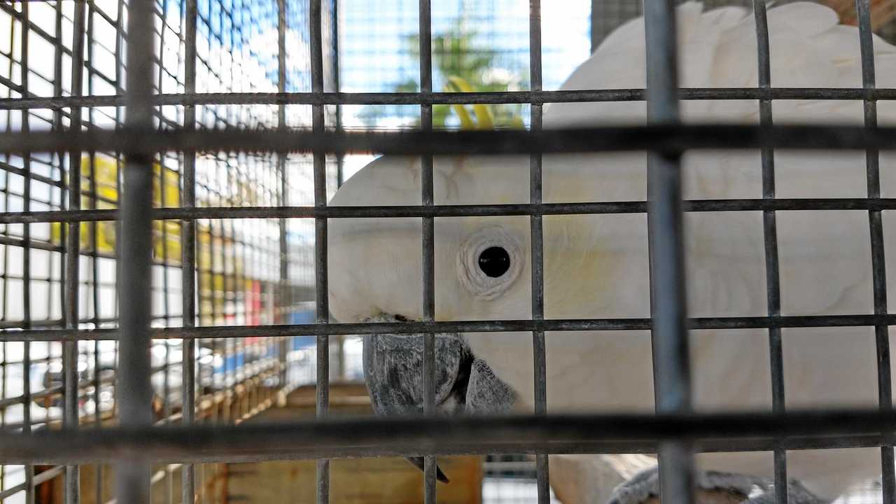 Toyota the sulphur-crested cockatoo.