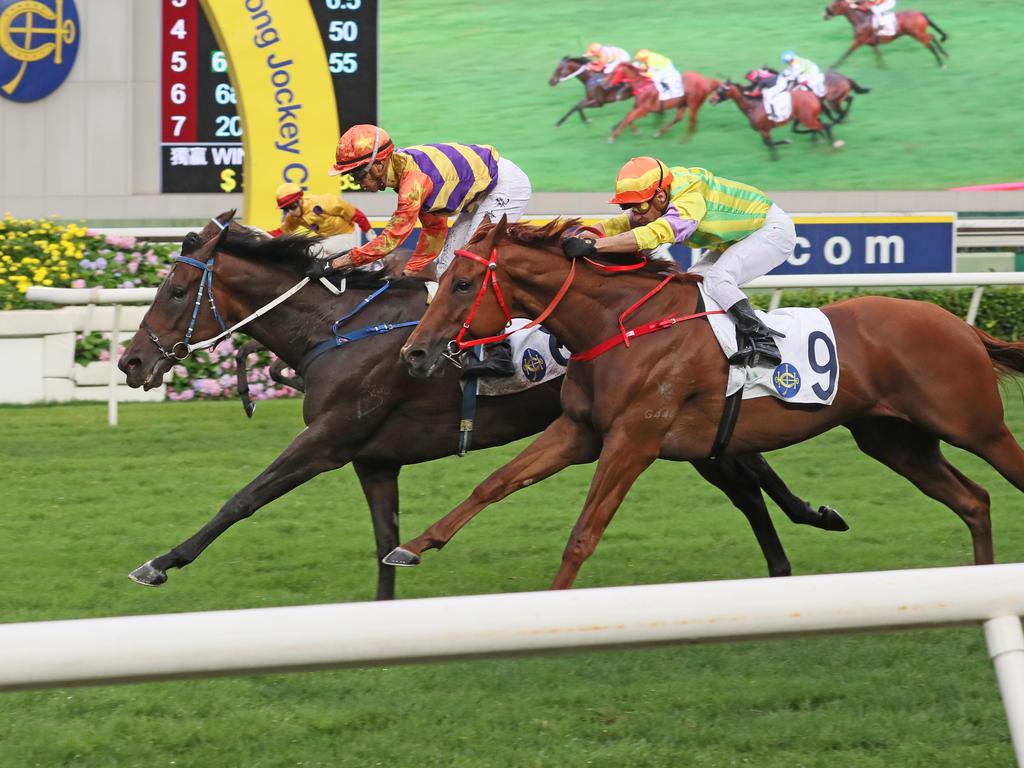 Straight Arron is a three-time Hong Kong winner. Picture: HKJC