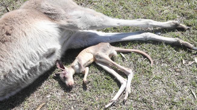 In a barbaric act someone has intentionally run down kangaroos in streets around Worongary. 11 September 2022 Worongary Picture by Richard Gosling