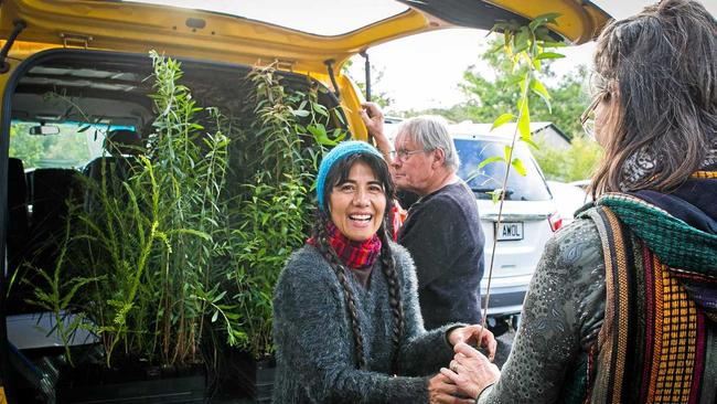 Trees sponsored by the Somerset Regional Council for the native tree giveaway during the Threatened Species Day event. Picture: Contributed