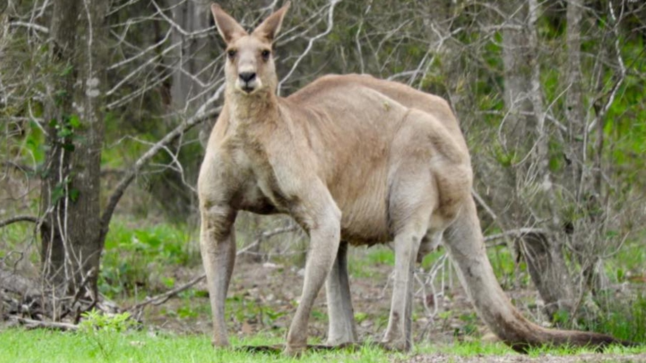 Gateway Motorway: New ‘jump Out’ Ramp Installed To Help Kangaroo-proof 