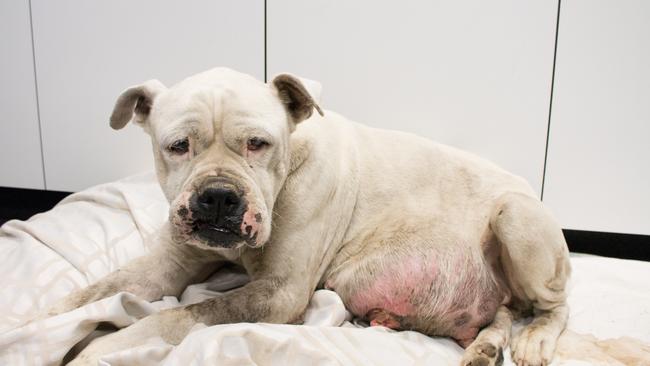 The RSPCA was forced to put Chyna down after she was dumped. Photo: RSPCA