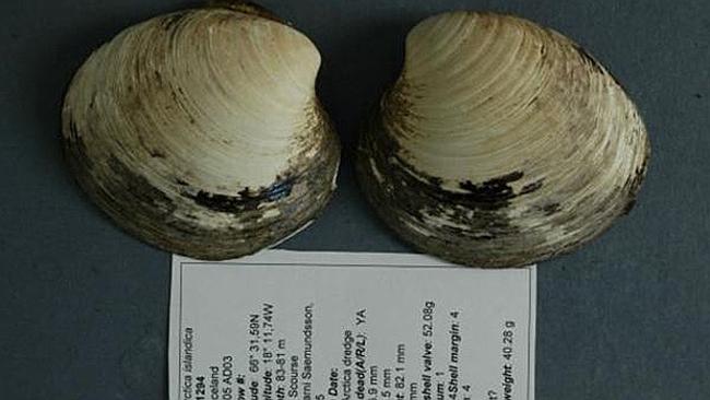 Ming, a 507-year-old clam, is the world's oldest creature. Picture: Bangor University