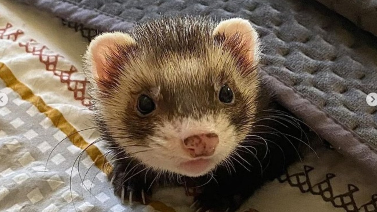 Ferrets for best sale sale australia