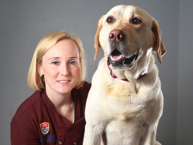 The University of Sydney Veterinary Teaching Hospital Specialist for Small Animal and Internal Medicines Dr Christine Griebsch, with Labrador Stic. Picture: Dylan Robinson.